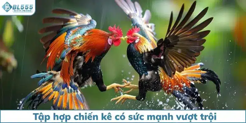 Chọi gà Mỹ tập hợp chiến kê có sức mạnh vượt trội
