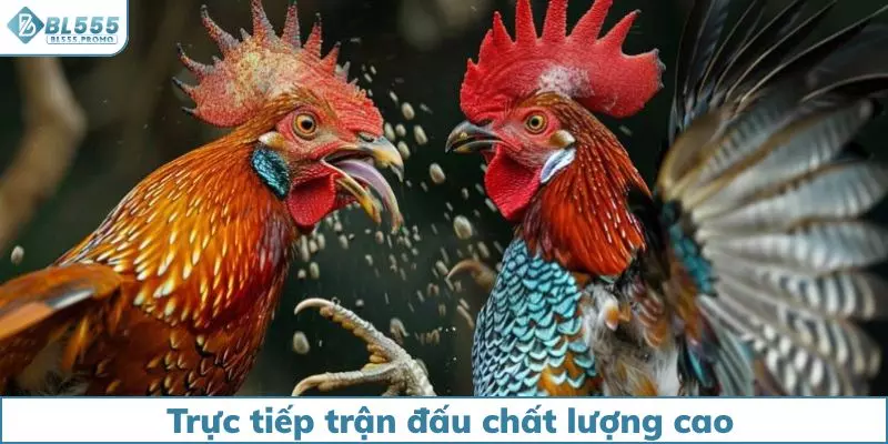 Đá gà BL555 trực tiếp với chất lượng full HD