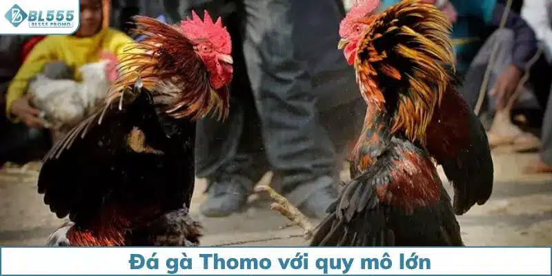 Đá gà Thomo được tổ chức với quy mô lớn